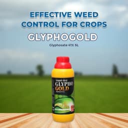Star Chemicals Glyphogold, Glyphosate 41% SL, Best And Effective On All Types Of Weeds. 2