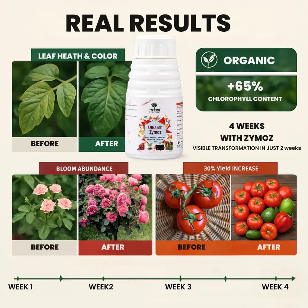 Utkarsh Zymoz-L Seaweed Concentrate Extract Biostimulant, Fertilizer For Plants Home Garden And Trees - Image 3