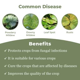 Arostel - Azoxystrobin 11% + Tebuconazole 18.3% SC, Broad Spectrum Fungicide 3