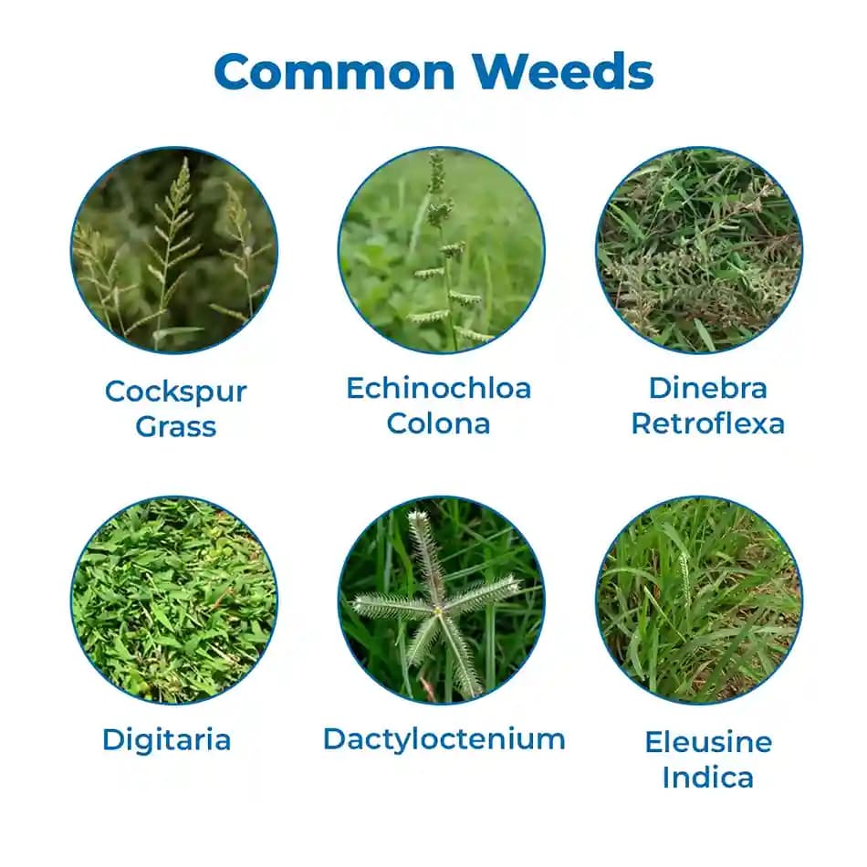 EBS Vardaan Quizalofop-Ethyl 10% EC Herbicide, Used To Control Weeds In Soybean Crops. - Image 3