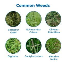 EBS Vardaan Quizalofop-Ethyl 10% EC Herbicide, Used To Control Weeds In Soybean Crops. 3