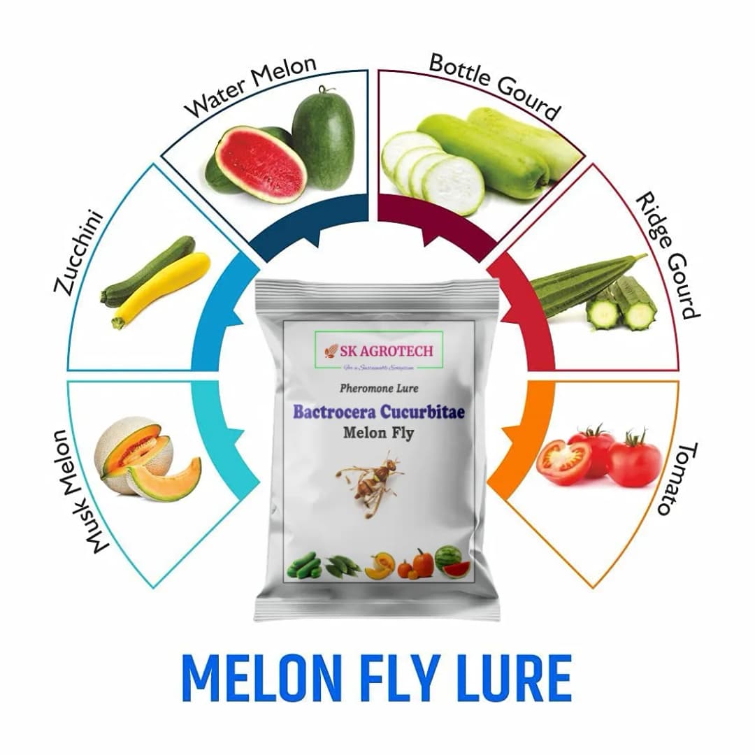 SK Agrotech Bactrocera Cucurbitae Mac Phll Trap With Melon Fly Lure - Effective Pest Control for Vegetables - Image 3