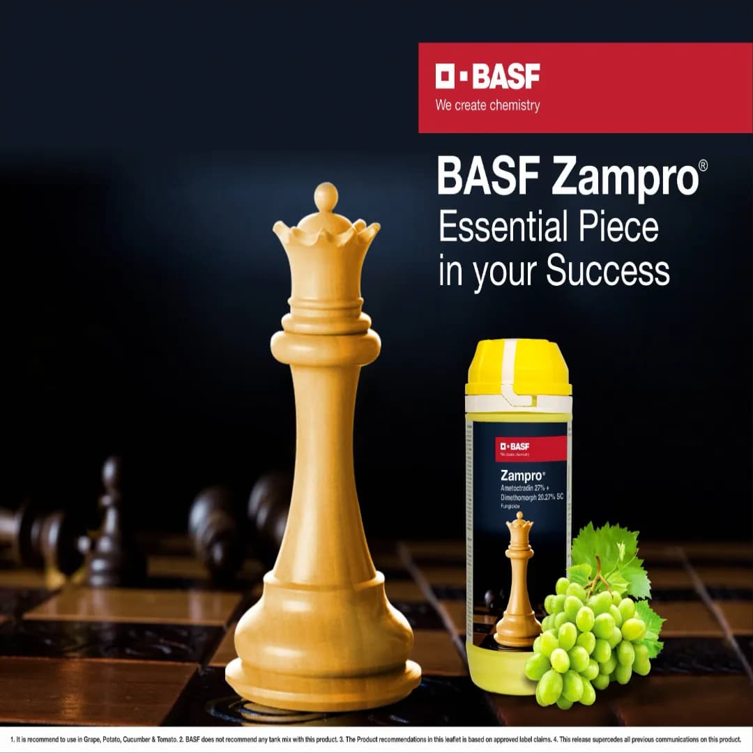 BASF Zampro Ametoctradin 27% + Dimethomorph 20.27% SC Fungicide, Controls Downey Mildew of Grapes, Cucumber and Potato Late Blight Diseases - Image 2