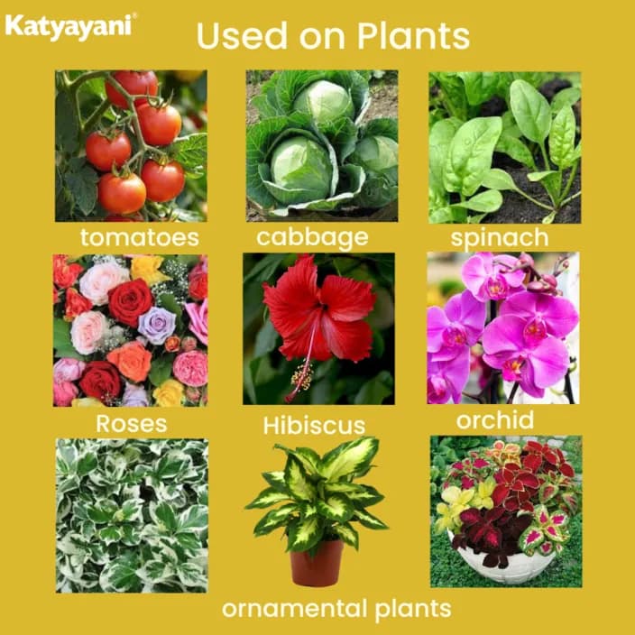 कात्यायनी ट्रिपल अटैक जैव कीटनाशक, वर्टिसिलियम लेकेनी, ब्योवेरिया बैसियाना और मेटारहिजियम एनीसोप्लिए का मिश्रण - Image 6