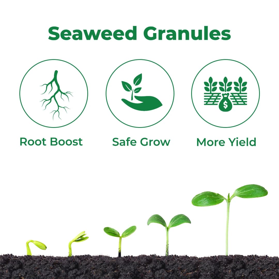 PI Biovita X Granules Ascophyllum Nodosum, Seaweed Extract Granules, and Plant Growth Regulator - Image 3