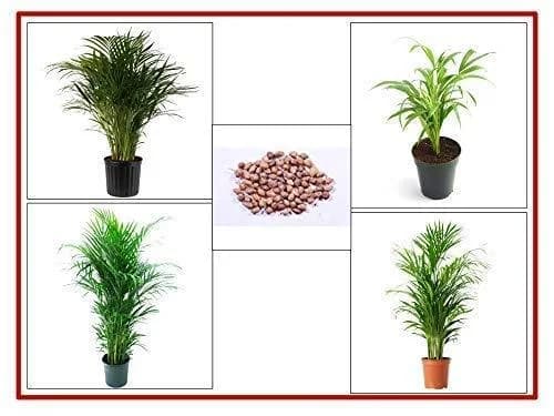 RK Seeds Areca Palm Tree Ornamental Seeds.ARECA PALM is easy to grow indoors or outdoors