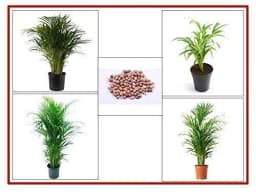 RK Seeds Areca Palm Tree Ornamental Seeds.ARECA PALM is easy to grow indoors or outdoors 1