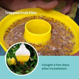 SK Agrotech Bactrocera Dorsalis Mac Phil Trap With Fruit Fly Lure - Effective Solution For Mango, Papaya, Pomegranate, Etc. 4