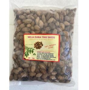 Melia Dubia Seeds Malaivembu Tree Seed, Best to Sow seeds, High Germination