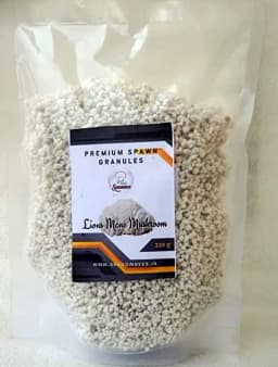Shroomness Premium Spawn Granules, Lion\'s Mane Mushroom (Seeds) Mushroom seed 1