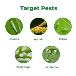 BACF Wertisphere Verticelium lacanii 1.15% WP, 1 x 10^8 CFUs Per gm. min Based On A Beneficial Entomophagous Fungus Verticillium Lecanii 3