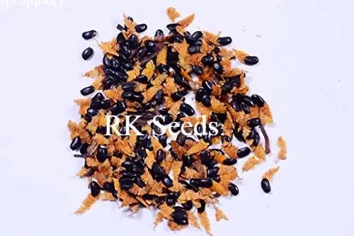RK Seeds - Australian Teak Seeds, Acacia mangium Tree Seed, Black Wattle, Hickory Wattle, Mangium, Forest Mangrove, Natural seeds