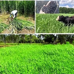 Sri Sai Forestry COFS 31 Grass Seeds For Goat And Cow, Multi Cut Fodder Seed 6
