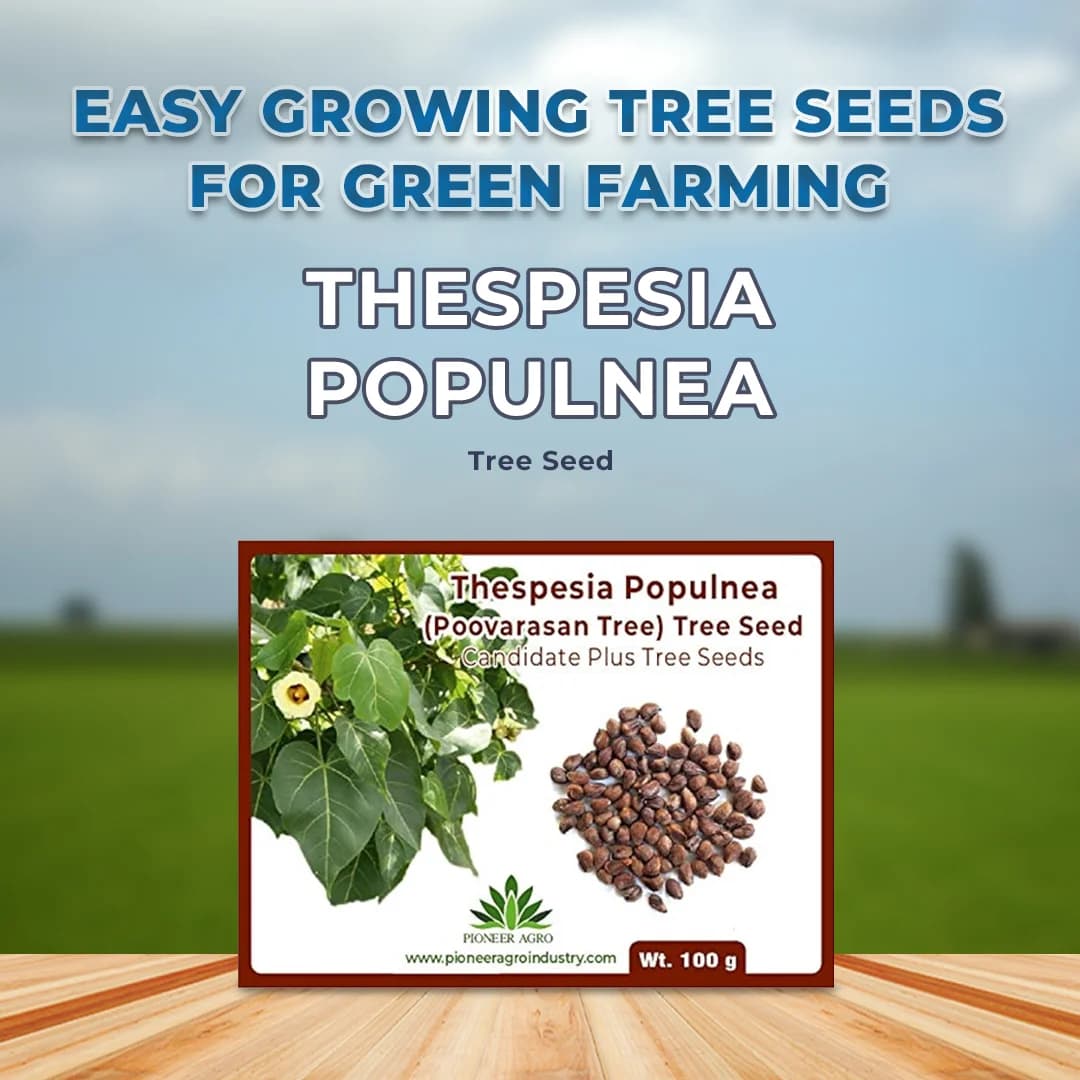 थेसेप्सिया पॉपुल्नेआ (पोवरासन पेड़) वृक्ष के बीज, सेब के आकार का फल, थेसेप्सिया के पेड़ से फल। - Image 2