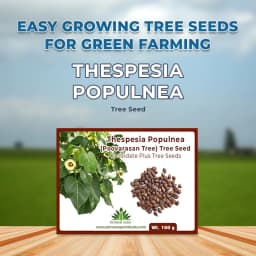 थेसेप्सिया पॉपुल्नेआ (पोवरासन पेड़) वृक्ष के बीज, सेब के आकार का फल, थेसेप्सिया के पेड़ से फल। 2