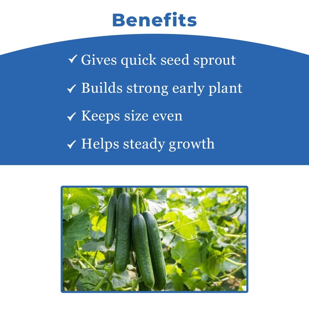 Sagar Shruti Cucumber (Kheera) Seeds - Image 4