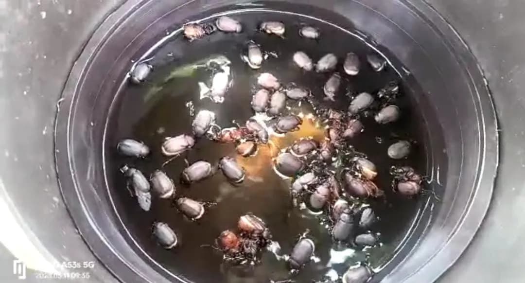 Holotrichia Consanguinea, Holotrichia Serrata Pheromone Trap & Lure, Controlling of White Grub In Sugarcane, Groundnut, Chilli, Guava and Others - Image 4