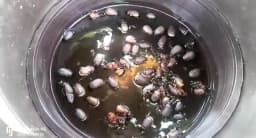 Holotrichia Consanguinea, Holotrichia Serrata Pheromone Trap & Lure, Controlling of White Grub In Sugarcane, Groundnut, Chilli, Guava and Others 4