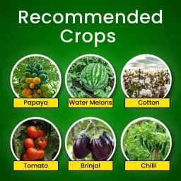 Katyayani Bhasam Beauveria Bassiana Bio Pesticide - Powerful Organic Insect Control for Managing Sucking Pests 3