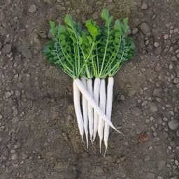 Sagar 47 F1 Hybrid Radish Seeds, Early Maturity Hybrid, White, High Yielding 2