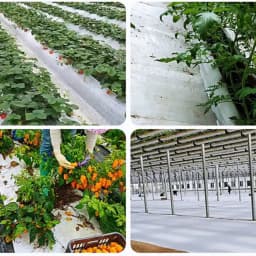 Singhal 150 GSM Weed Barrier Sheet, Landscape Fabric, Heavy Duty, Weed Block Gardening Mat For Gardens (White) 9