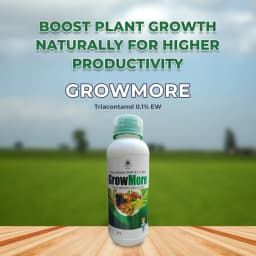 Crop Care GrowMore Triacontanol 0.1% Ew Plant Growth Regulator, Boosting the Plant and Regulating Its Growth 2