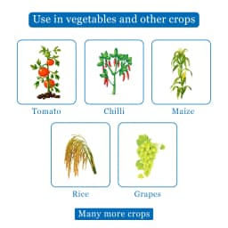 Adama Apropo Azoxystrobin 7.1% + Propiconazole 11.9% SE, Is a Broad-Spectrum Systemic Fungicide 4