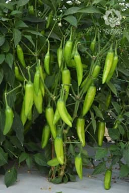 VNR G-907 F1 Hybrid Chilli Seeds, Light Green Achari Type Variety, Medium Pungency 1