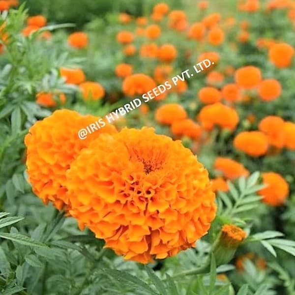 Iris IHS-786 F1 Hybrid Orange Marigold Seeds, Compact Orange Blooms, High Yield And Long Stems - Image 3