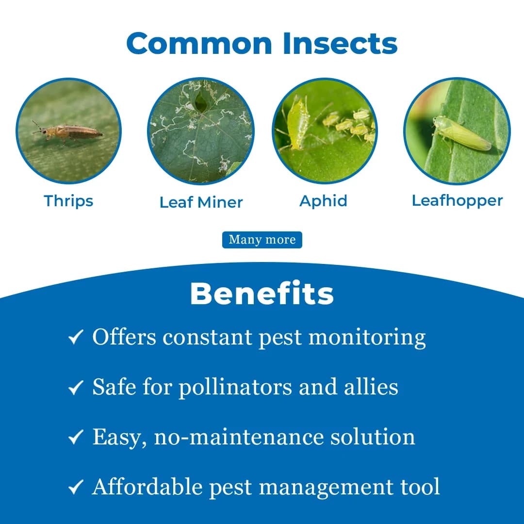 Eco Sticky Trap for Thrips, Aphids, Leaf Miner, Fungus Gnat, Jassids, & all Harmful Flying Insects A5 Size (150 MM X 200 MM) - Image 4