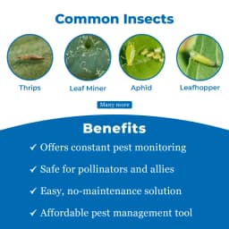 Eco Sticky Trap for Thrips, Aphids, Leaf Miner, Fungus Gnat, Jassids, & all Harmful Flying Insects A5 Size (150 MM X 200 MM) 4