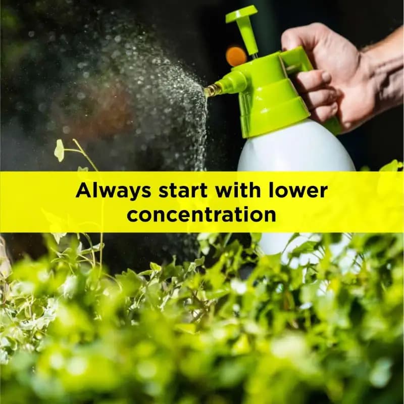 Titan Agritech PEP STAR 40 Paclobutrazol 40% SC Plant Growth Regulator, Effective For Mango And Fruit Trees - Image 11