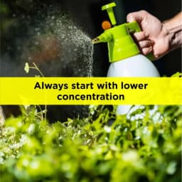 Titan Agritech PEP STAR 40 Paclobutrazol 40% SC Plant Growth Regulator, Effective For Mango And Fruit Trees 11