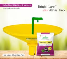 Water Pheromone Trap with Brinjal Lure (Leucinodes Orbonalis) For Brinjal Fruit and Shoot Borer Insect. 2