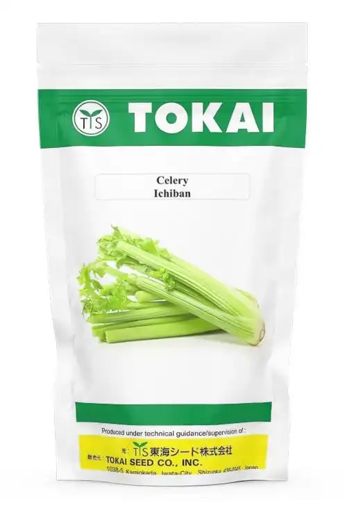 Tokai Hybrid Ichiban Celery, Vegetable With Long Petioles, Meaty And Succulent That Are Known As Stalks.