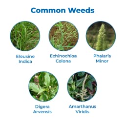 Bayer Momiji Pyroxasulfone 85% WG, Pre Emergence Herbicide, Excellent Crop Safety for Wheat. 3