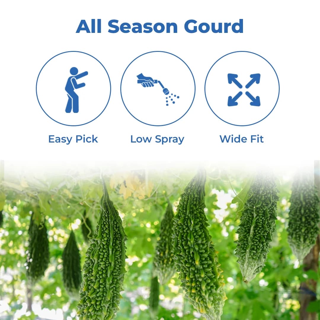 जिवित एफ1 हाइब्रिड जेएस 666 करेले के बीज। भारी उपज देने वाला हरे रंग का फल। - Image 3