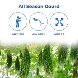 जिवित एफ1 हाइब्रिड जेएस 666 करेले के बीज। भारी उपज देने वाला हरे रंग का फल। 3