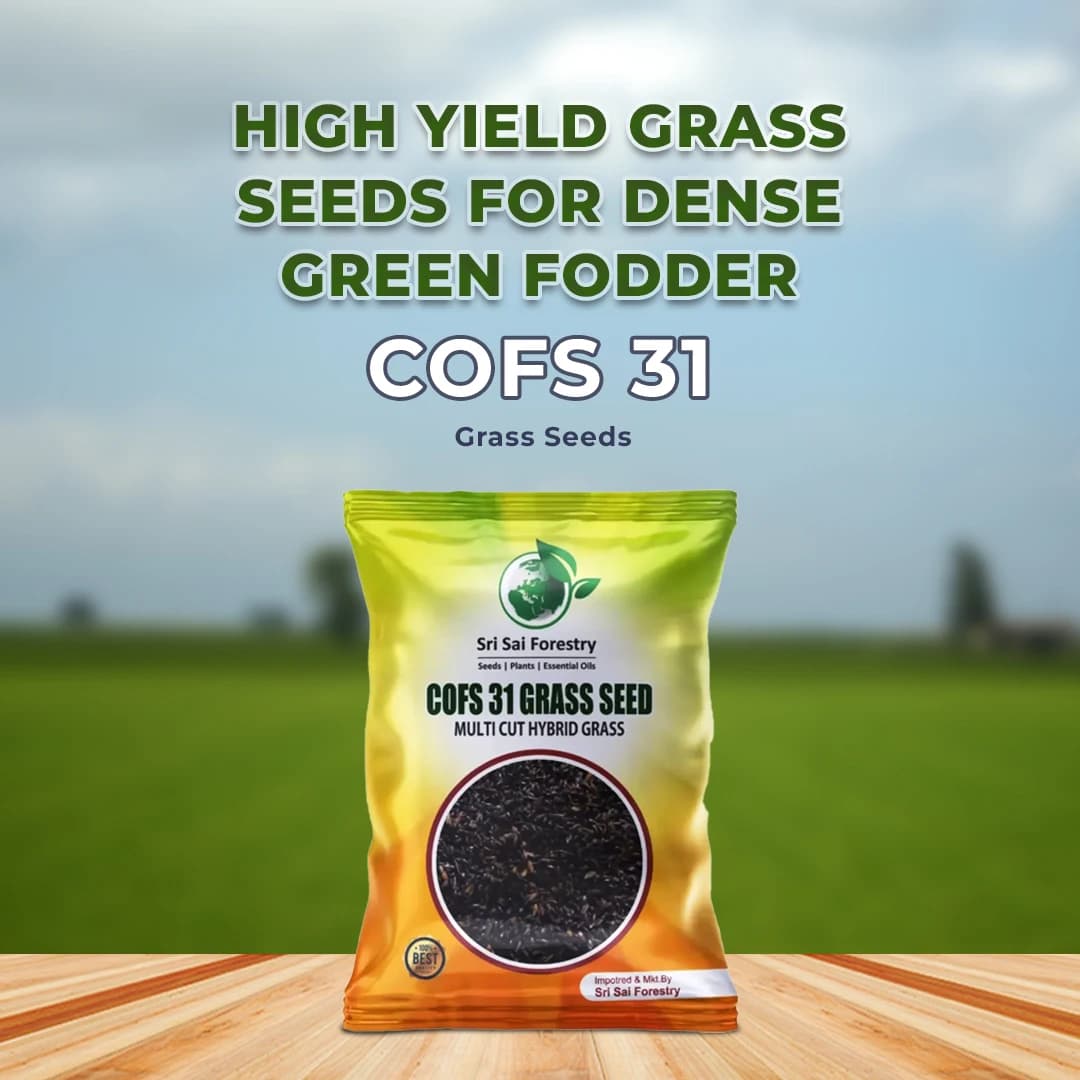 श्री साई फॉरेस्ट्री सीओएफएस 31 घास के बीज बकरियों और गायों के लिए, बहु-कटाई चारा बीज - Image 2