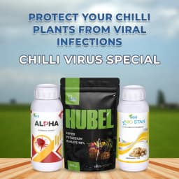 Chilli Virus Special For Pre-Treatment (Set of Alpha 250 ML + Nio Star 100 ML + Hubel 900 GM) Best Effect On Chilli Virus 3