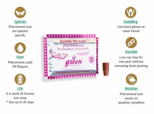 Funnel Trap With Gulabi Fly Lure (Pectinophora Gossypiella) For Pink Bollworm, Best For Cotton and Okra