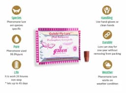 Funnel Trap With Gulabi Fly Lure (Pectinophora Gossypiella) For Pink Bollworm, Best For Cotton and Okra 1