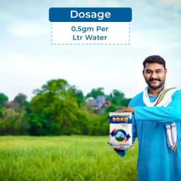 Biostadt ROKO Thiophanate Methyl 70% WP Fungicide, Broad Spectrum, Enhances Plant Growth And Yields 4