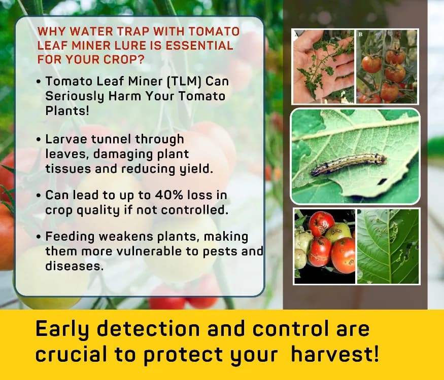Chipku Pheromone Water Trap With Tuta Absoluta Lure To Catch Insect Tomato Leaf Miner (TLM) of Tomato, Potato, Egg Plant etc. - Image 10