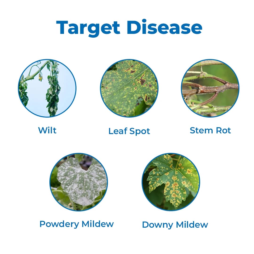 EBS Pseudomonas Fluorescence Bio Fungicide, Controlling Diseases Like Root Rot, Stem Rot, Collar Rot On All Crops. - Image 3