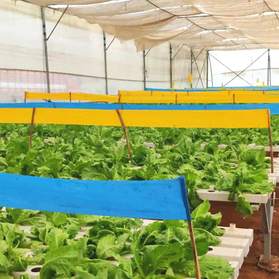 Barrix Magic Chromatic Trap Sticker Roll, Non-Drying, Non-Fading, Non-Dripping. Uses for Organic farms, Open field, Gardens, Nurseries, Orchards. - Image 6