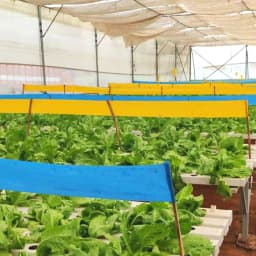 Barrix Magic Chromatic Trap Sticker Roll, Non-Drying, Non-Fading, Non-Dripping. Uses for Organic farms, Open field, Gardens, Nurseries, Orchards. 6