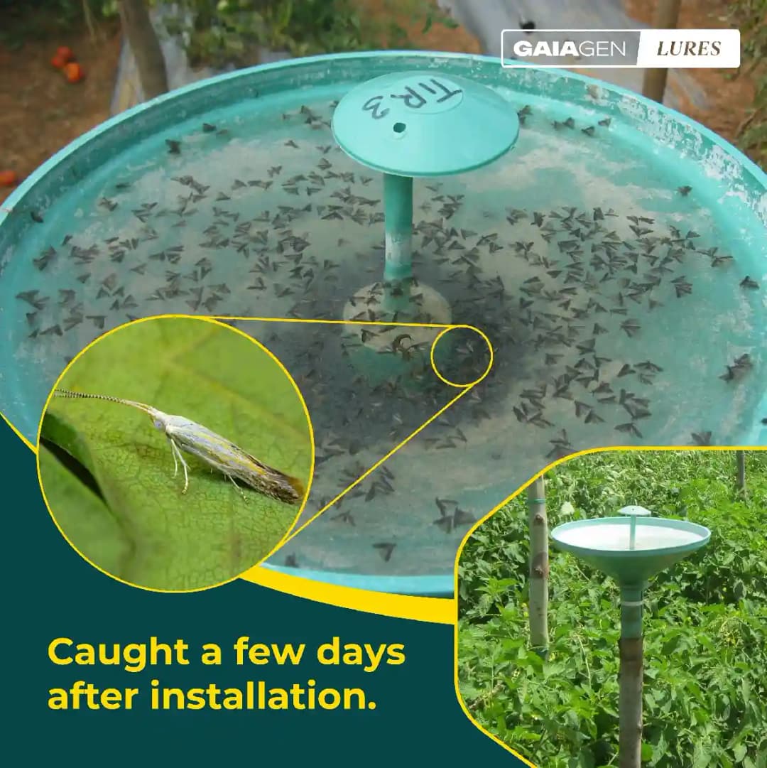 Gaiagen Pheromone Lure For Tomato Leafminer Tuta Absoluta And Insect Water Trap 1.6L, IMO Certified. - Image 5