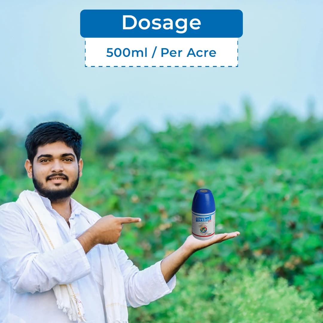 Orthol-02 Ortho Silicic Acid 2%, Improves Fruit Development And Quality, Best For Paddy, Sugarcane, Cotton, Tomato, Grapes, Apple, Citrus Crops - Image 5