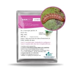 Gaiagen Pheromone Lure for Pink Bollworm (Pectinophora Gossypiella) And Insect Funnel Trap, IMO Certified. 3
